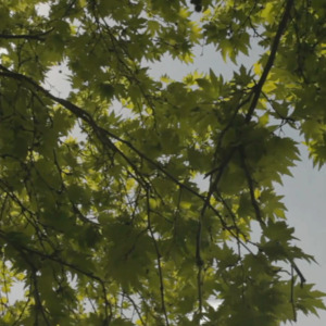 Celestial Circles, 2014