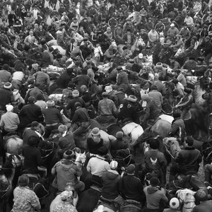 "Степные волки", 2014.