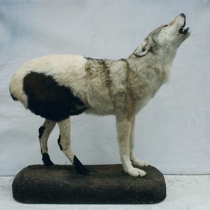 Wolf-Ram, 1997