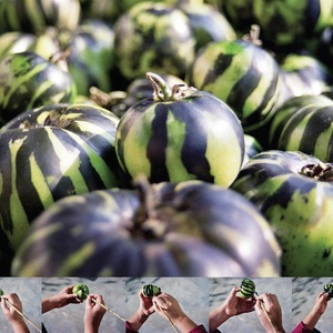 I Prefer Watermelons, 2002